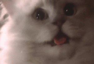 Happy-excited-cat-GIF